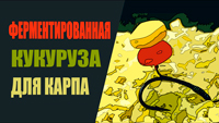  Ферментированная кукуруза для карпа.